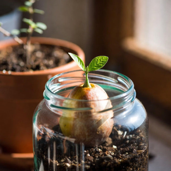 Avocado seed sprout growing in soil inside a glass jar